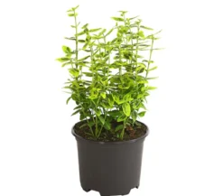 Spindelstrauch 'Emerald'n Gold'