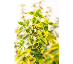 Spindelstrauch 'Emerald'n Gold'