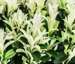 Spindelstrauch 'Paloma Blanca'
