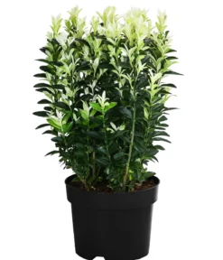 Spindelstrauch 'Paloma Blanca'