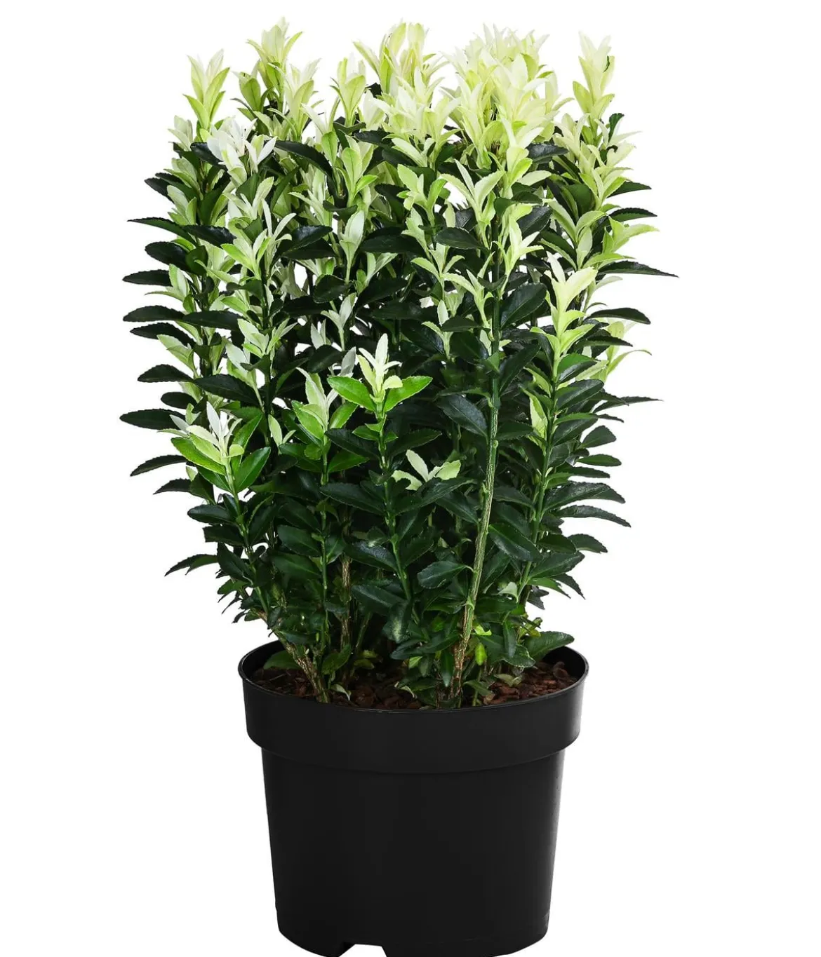 Spindelstrauch 'Paloma Blanca'