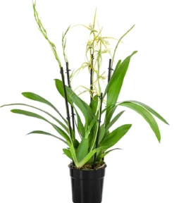 Spinnenorchidee - Brassia 'Fabian'
