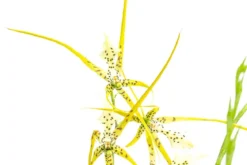 Spinnenorchidee - Brassia 'Fabian'