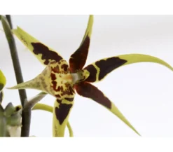 Spinnenorchidee - Brassia 'Mystic'