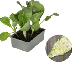 Spitzkohl, 6er Schale