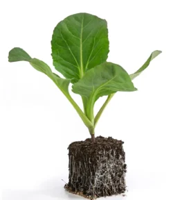 Spitzkohl, 6er Schale
