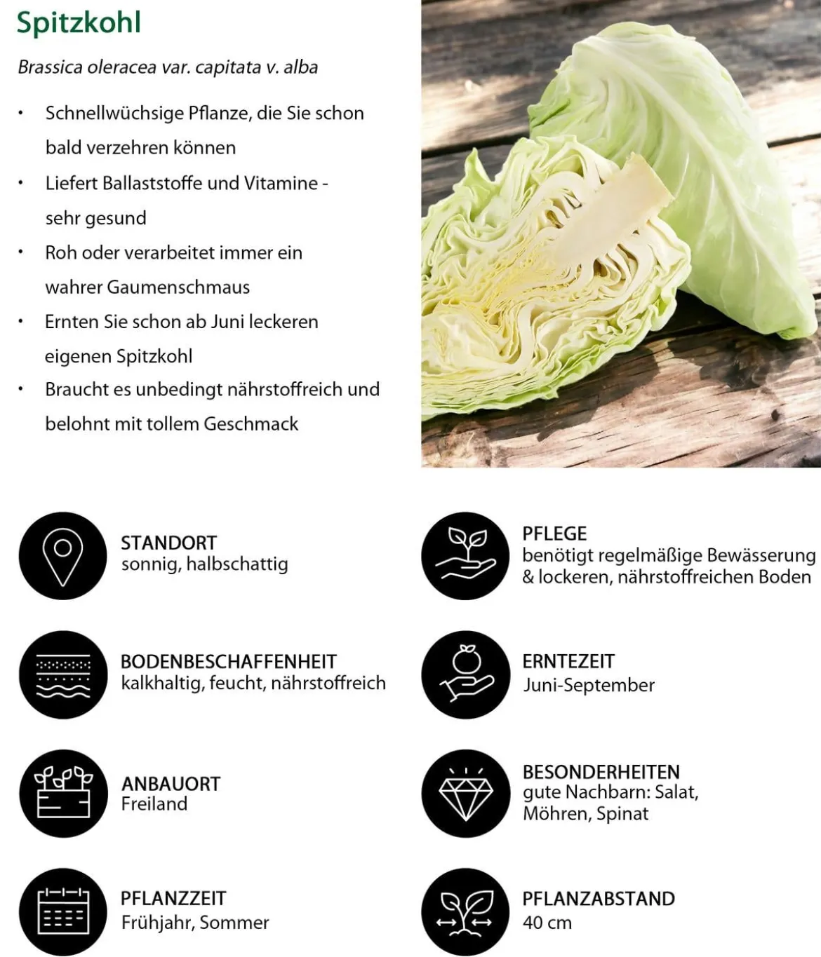 Spitzkohl, 6er Schale