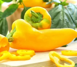 Spitzpaprika, gelb