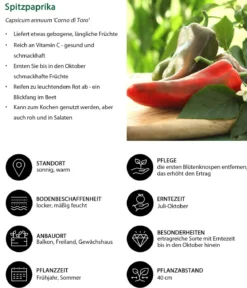 Spitzpaprika, rot
