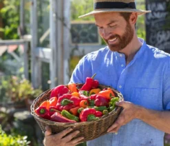 Spitzpaprika, rot
