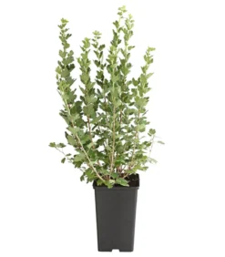 Stachelbeere 'Hinnonmäki', Busch