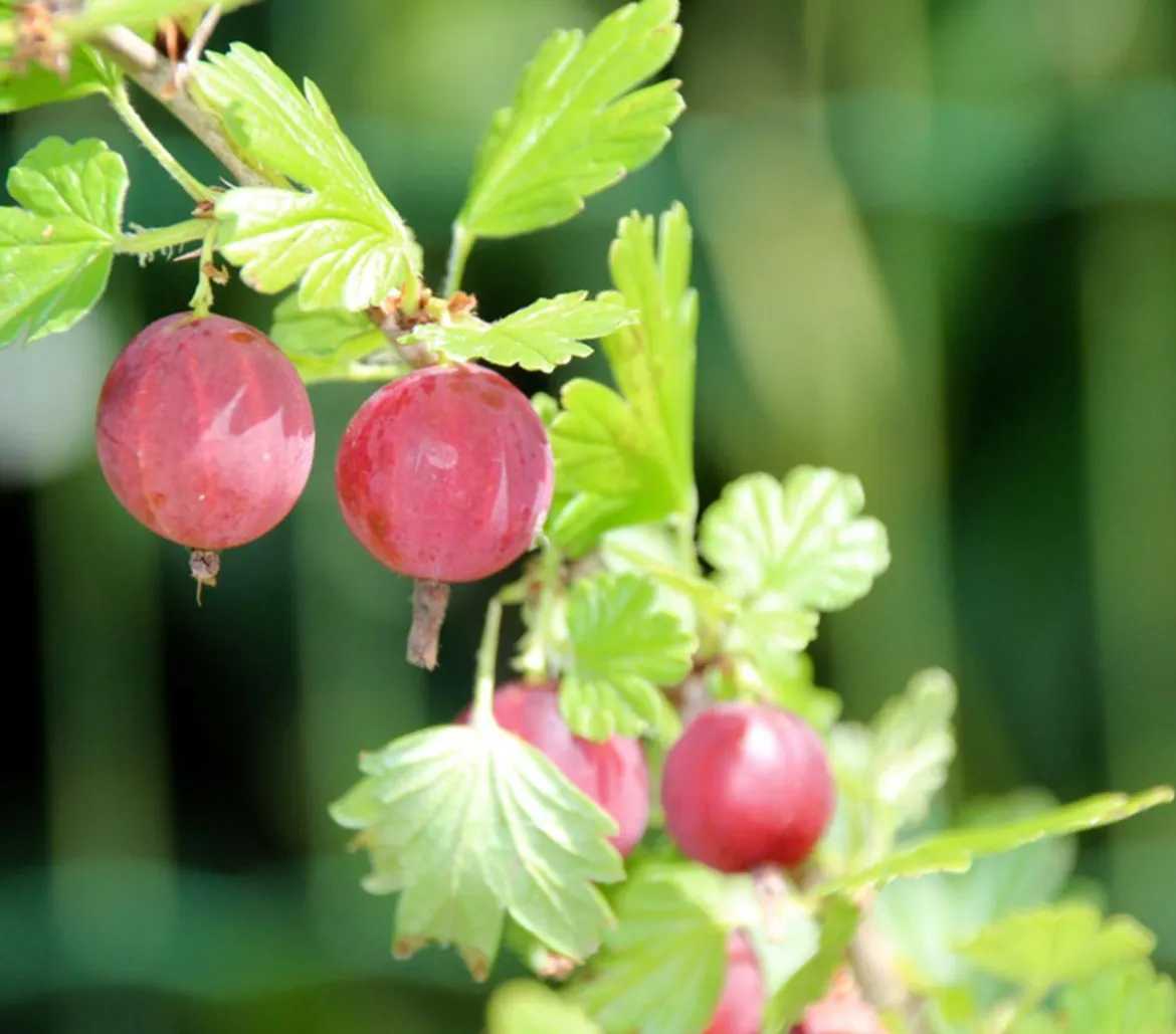 Stachelbeere 'Hinnonmäki', Busch