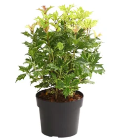 Stachelblättrige Duftblüte 'Tricolor'