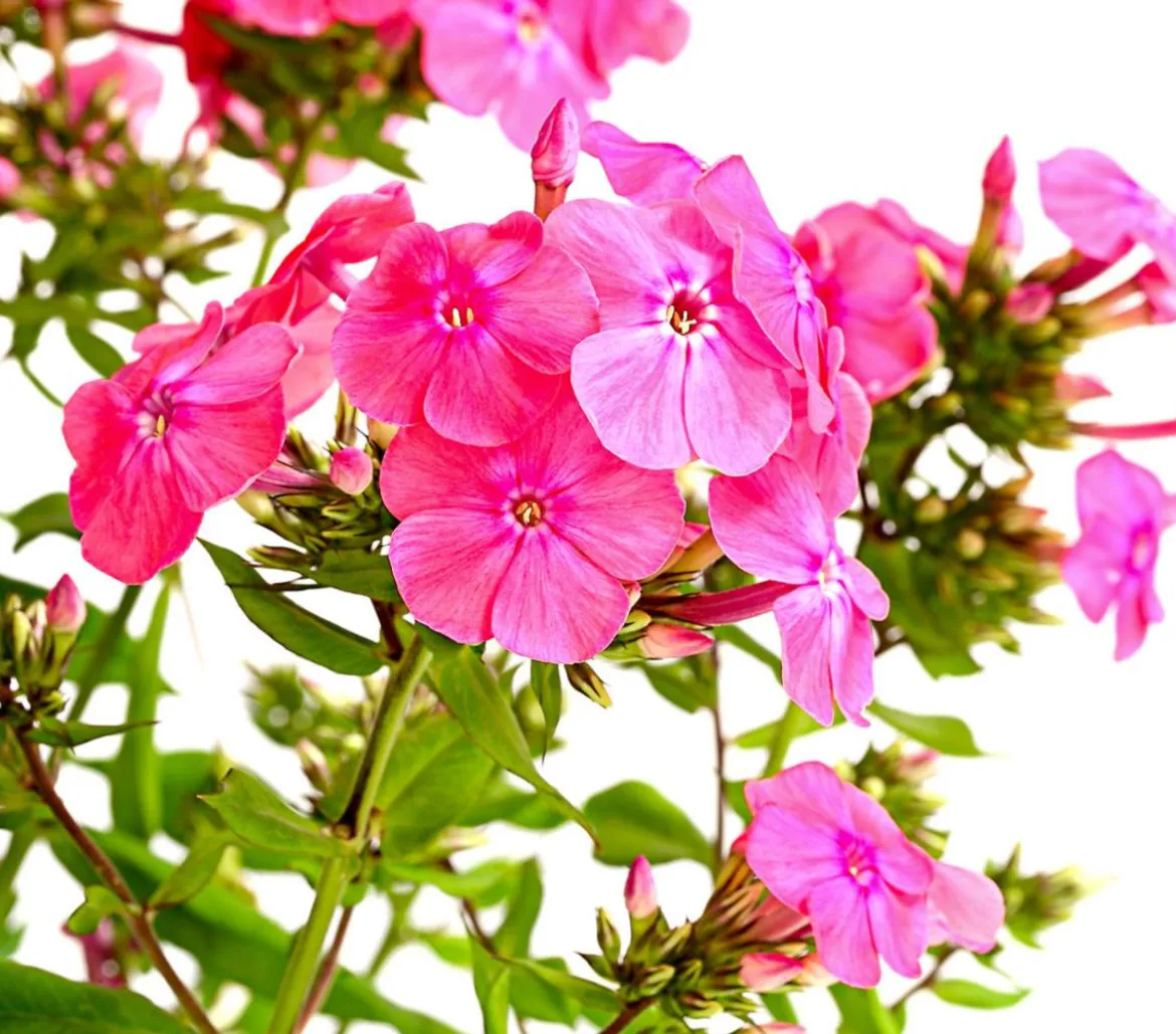 Stauden-Phlox, verschiedene Sorten
