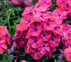 Stauden-Phlox, verschiedene Sorten
