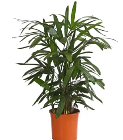 Steckenpalme - Rhapis excelsa