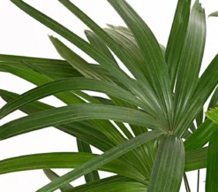 Steckenpalme - Rhapis excelsa