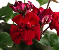 Stehende Geranie, rot