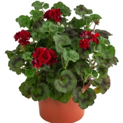 Stehende Geranie, rot