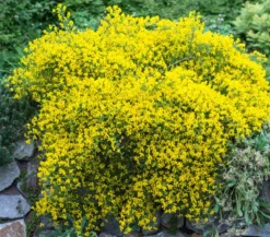 Steinginster