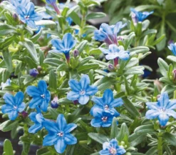 Steinsame, blau
