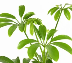 Sternaralie - Schefflera luseana