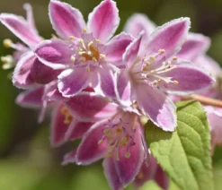 Sternchenstrauch 'Strawberry Fields'