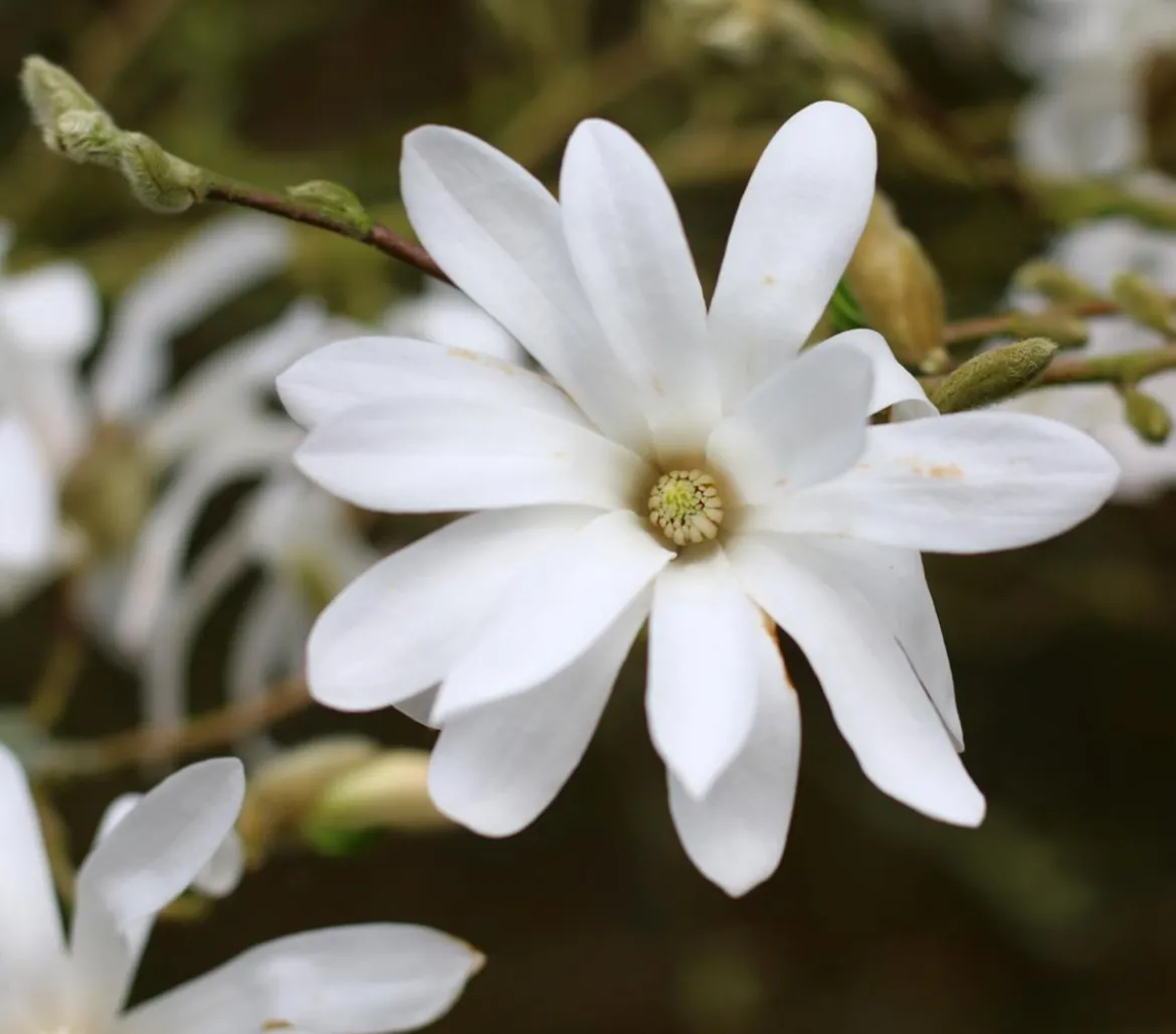 Stern-Magnolie