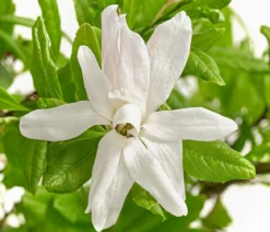 Stern-Magnolie