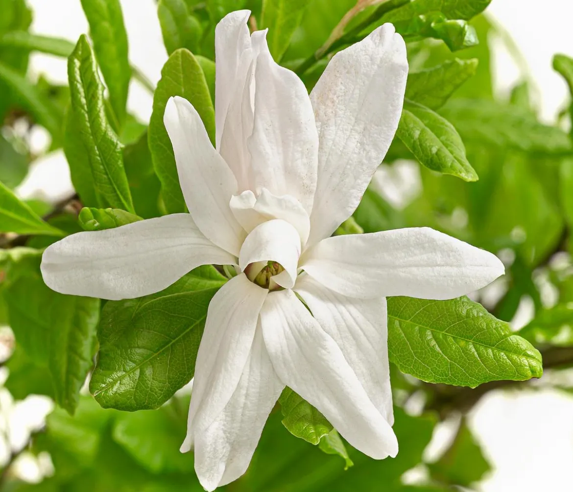 Stern-Magnolie