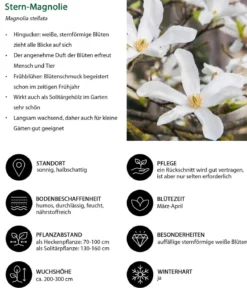 Stern-Magnolie