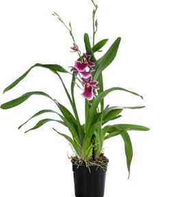 Stiefmütterchen-Orchidee - Miltonia 'Klara'