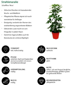 Strahlenaralien-Set - Schefflera, 2-teilig