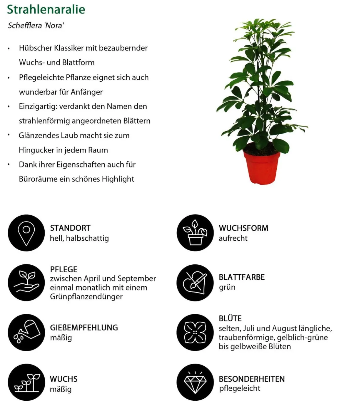 Strahlenaralien-Set - Schefflera, 2-teilig