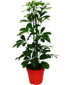 Strahlenaralien-Set - Schefflera, 2-teilig