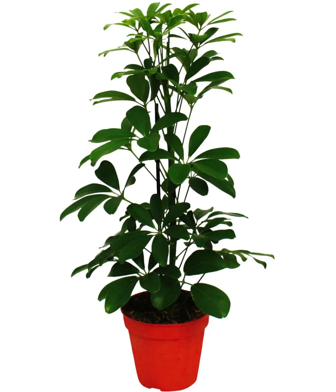 Strahlenaralien-Set - Schefflera, 2-teilig