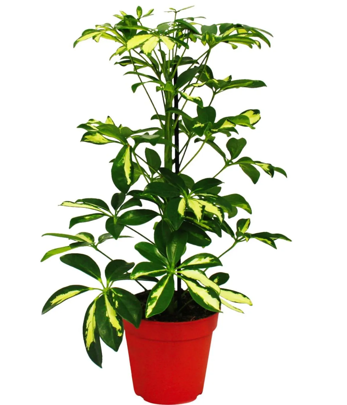 Strahlenaralien-Set - Schefflera, 2-teilig