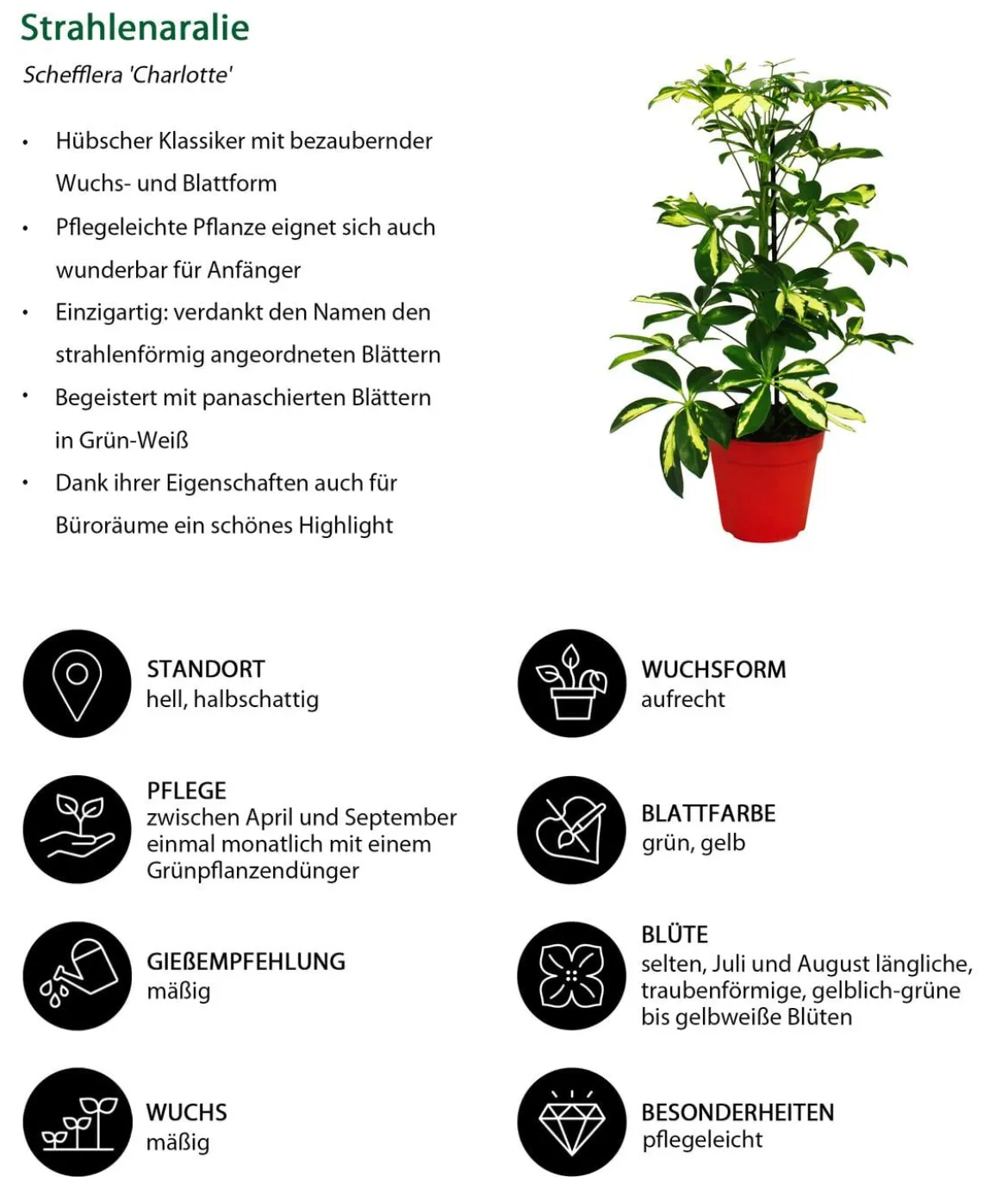 Strahlenaralien-Set - Schefflera, 2-teilig
