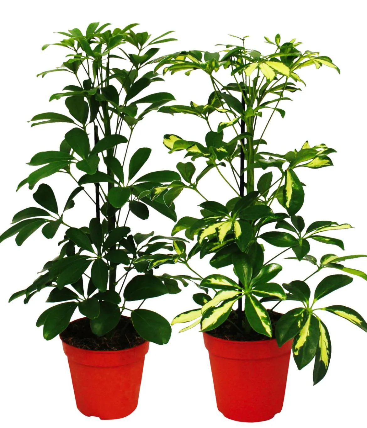 Strahlenaralien-Set - Schefflera, 2-teilig