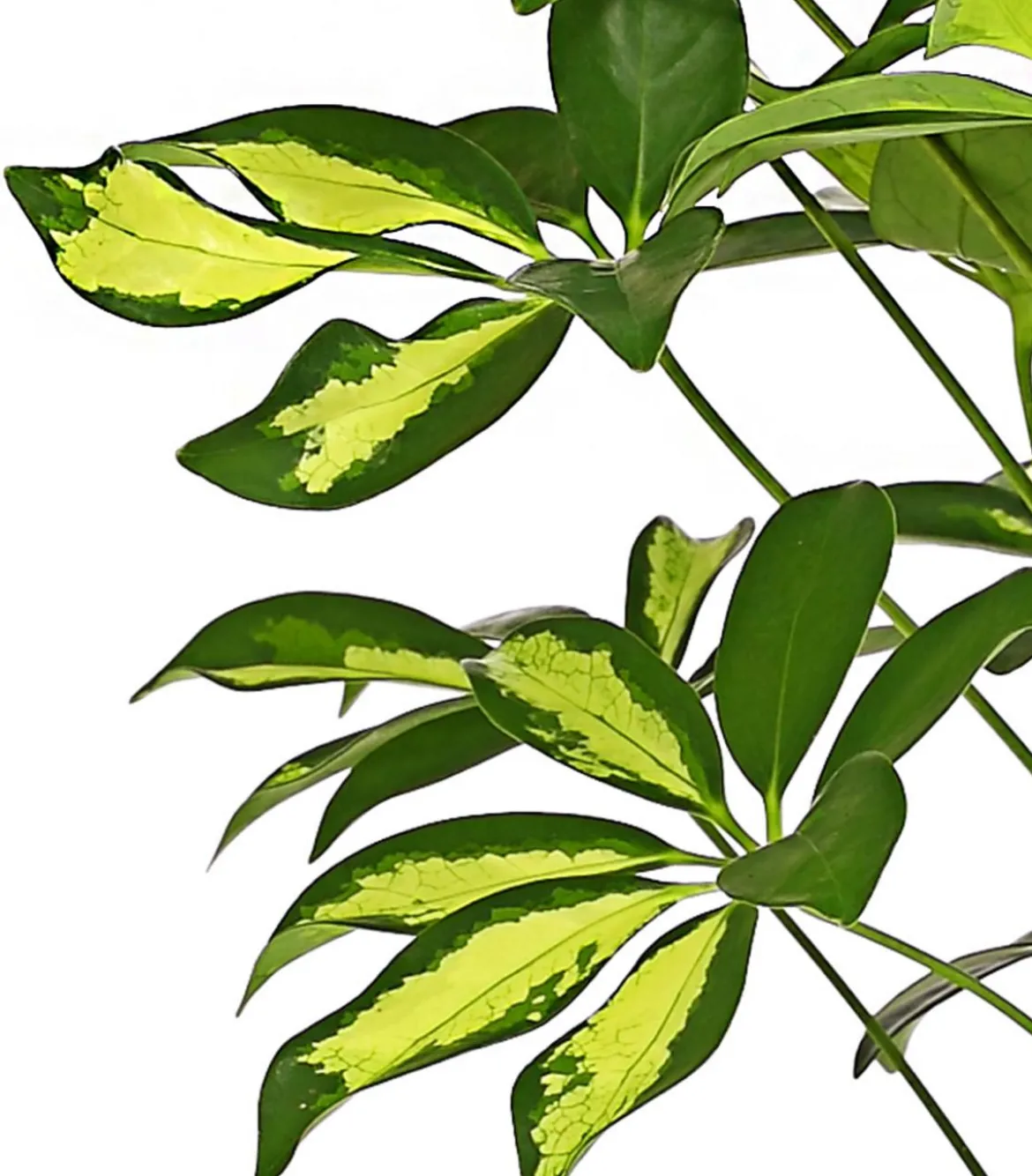 Strahlenaralie - Schefflera arboricola