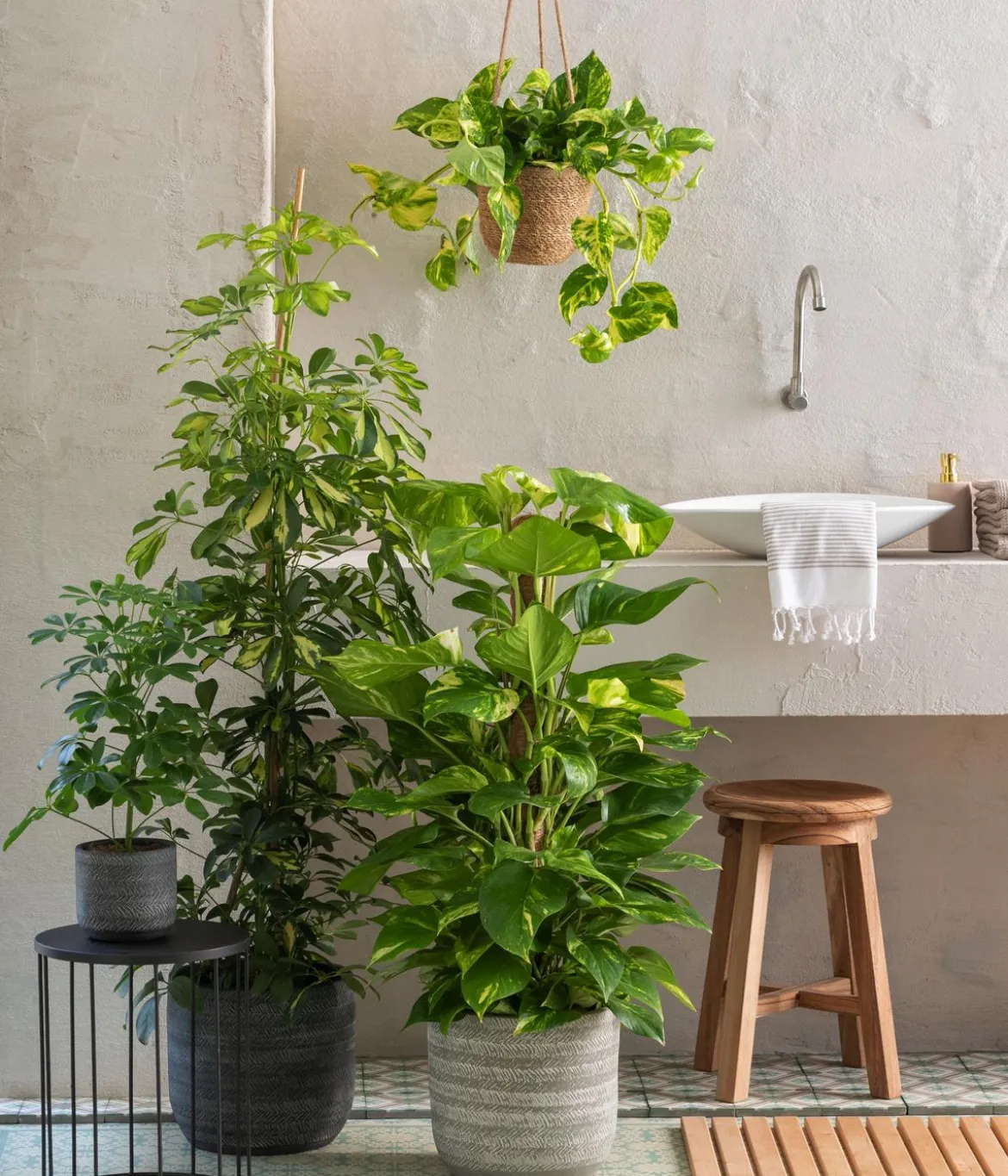 Strahlenaralie - Schefflera arboricola