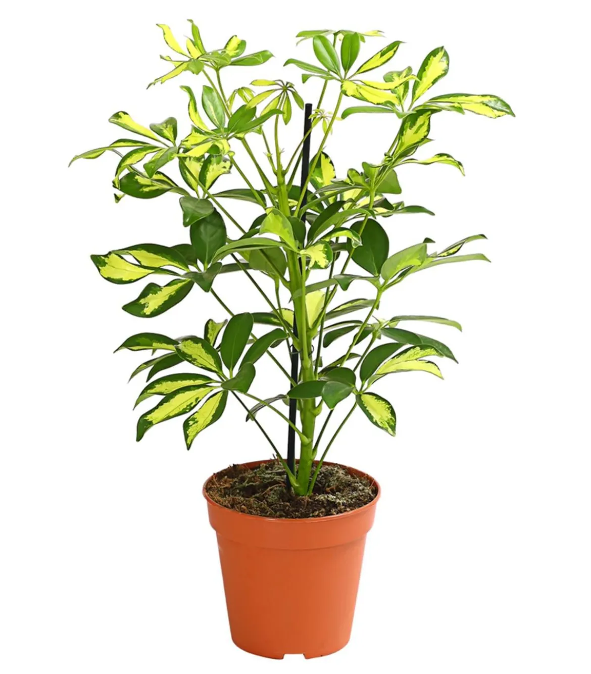 Strahlenaralie - Schefflera arboricola