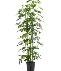 Strahlenaralie - Schefflera arboricola 'Gold Capella', Hydrokultur