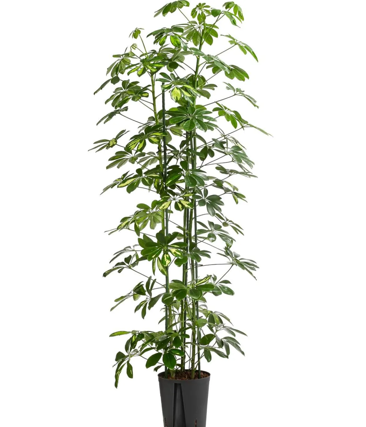 Strahlenaralie - Schefflera arboricola 'Gold Capella', Hydrokultur