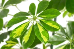 Strahlenaralie - Schefflera arboricola 'Gold Capella', Hydrokultur