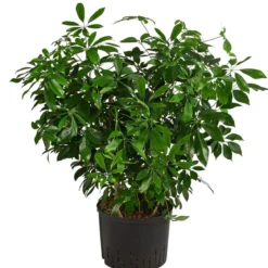 Strahlenaralie - Schefflera arboricola compacta 'Nora', Hydrokultur