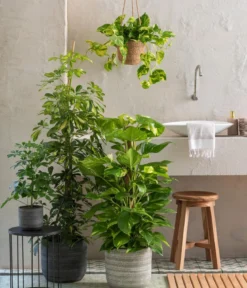 Strahlenaralie - Schefflera arboricola 'Nora'