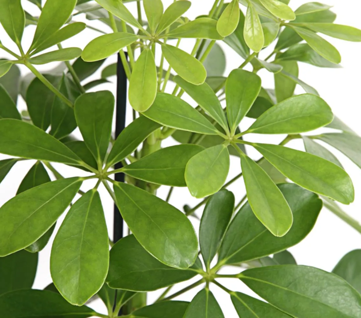 Strahlenaralie - Schefflera arboricola 'Nora'