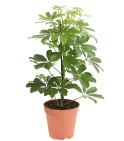 Strahlenaralie - Schefflera arboricola 'Nora'