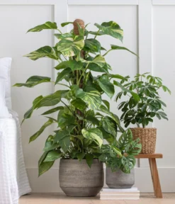 Strahlenaralie - Schefflera arboricola 'Nora'
